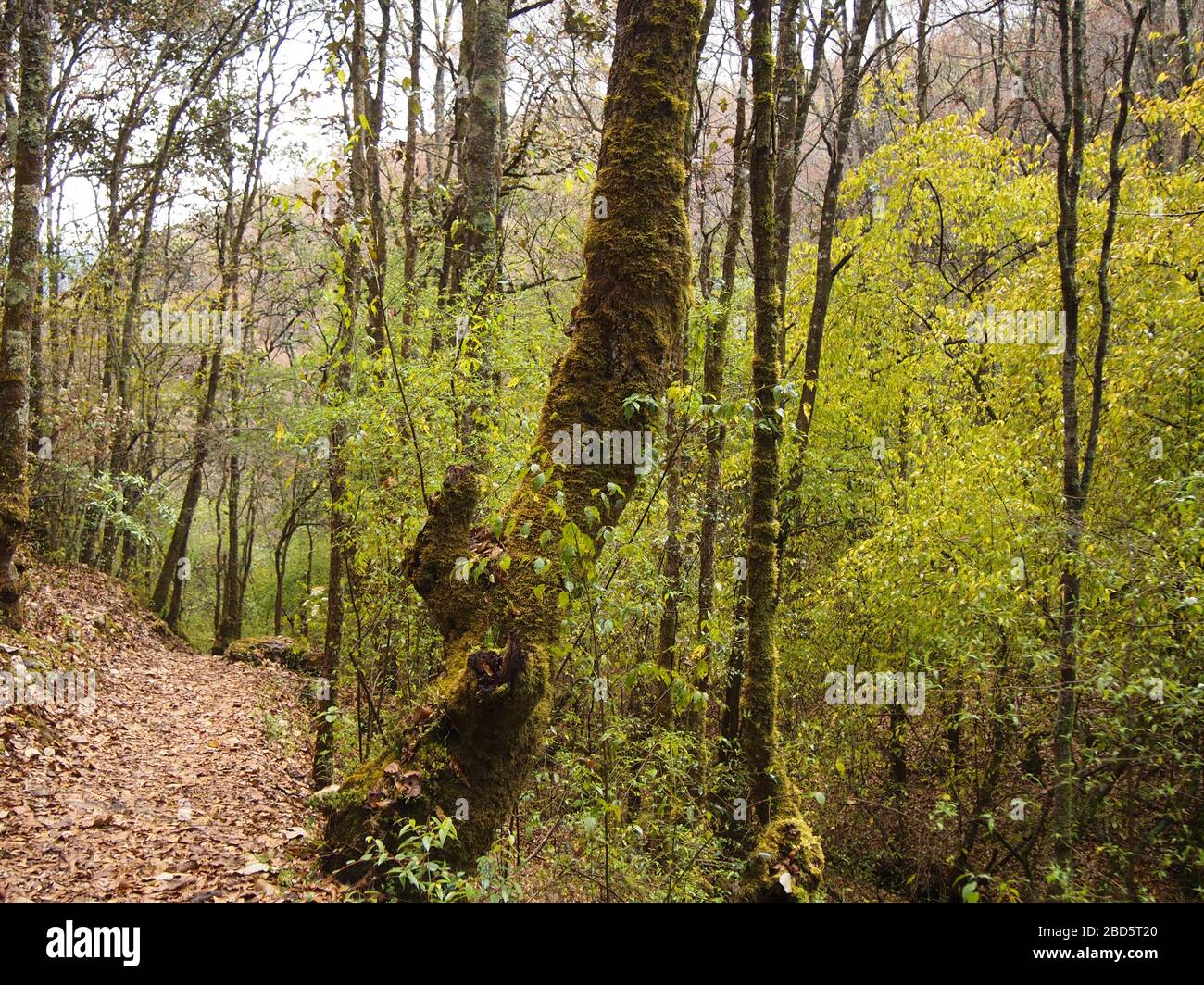 Montaner Nebelwald in den Highlands von Chiapas im Süden Mexikos Stockfoto