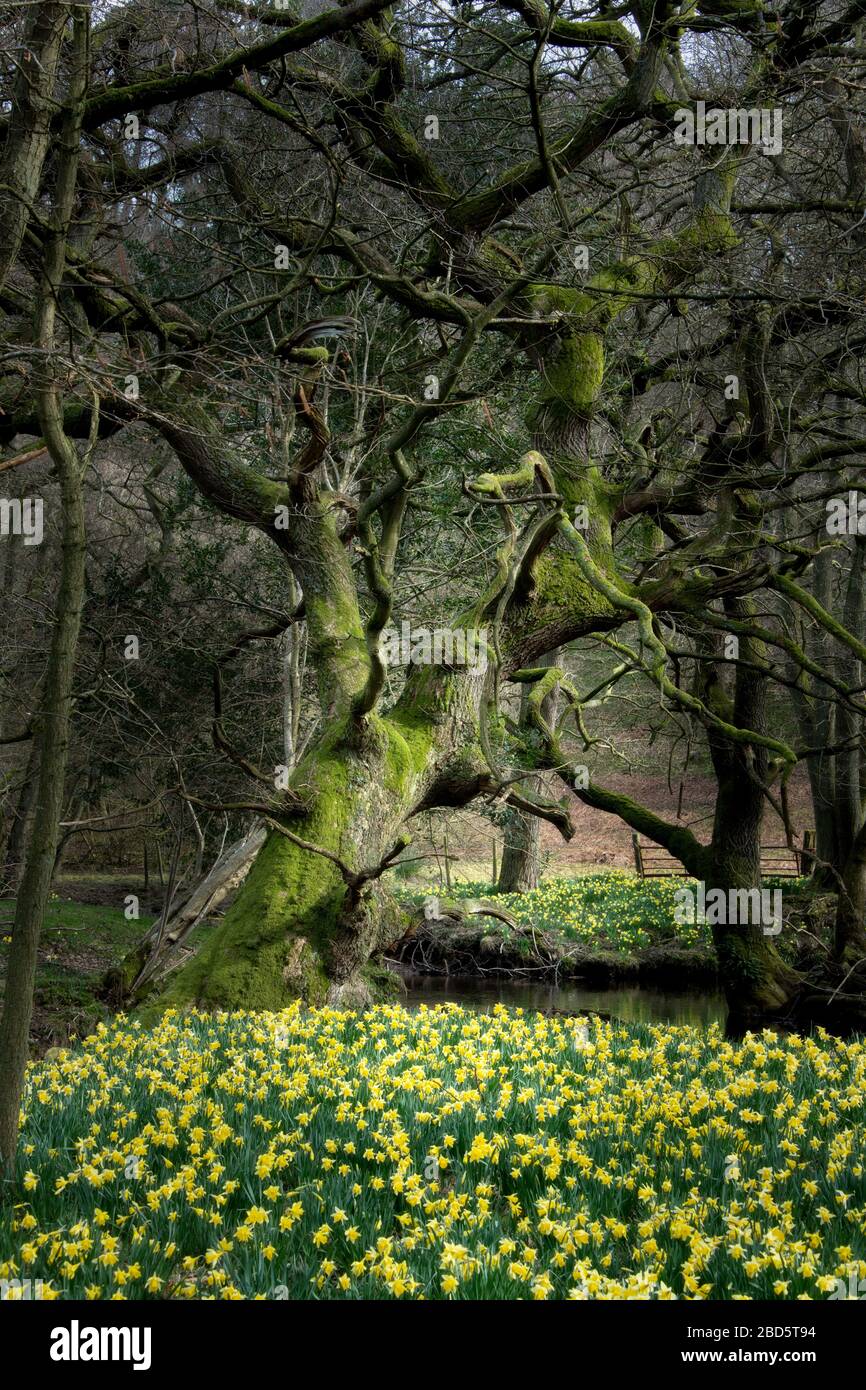 Narzissen führen den Fluss Dove von Farndale während des Coronavirus Stockfoto