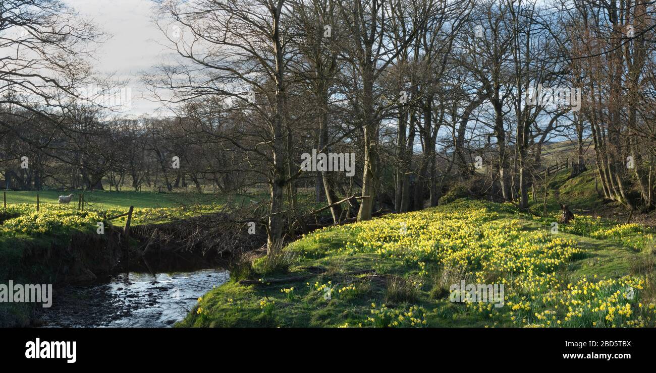 Narzissen führen den Fluss Dove von Farndale während des Coronavirus Stockfoto