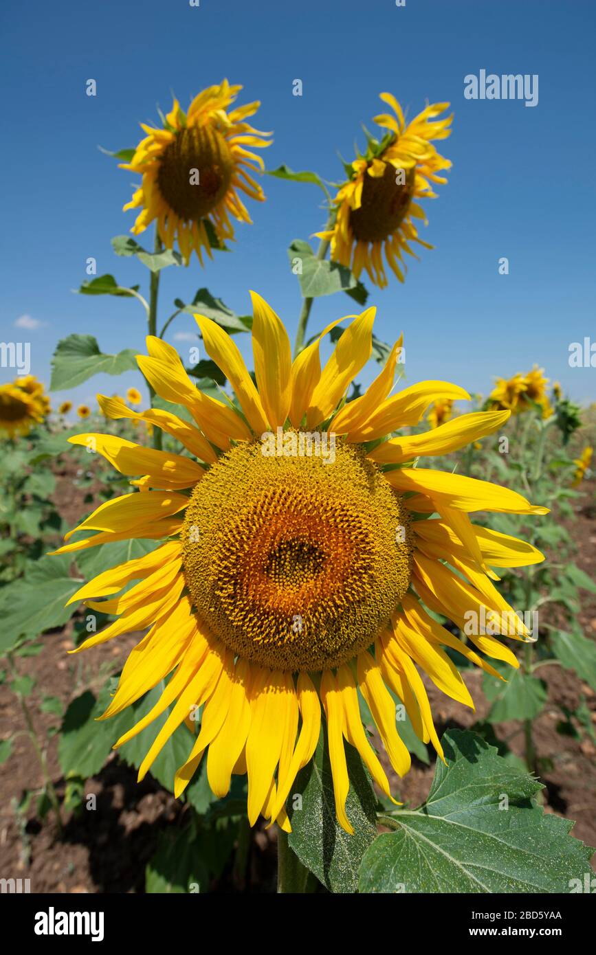 Sonnenblumen, Helianthus sp, Badajoz, Spanien, Europa Stockfoto