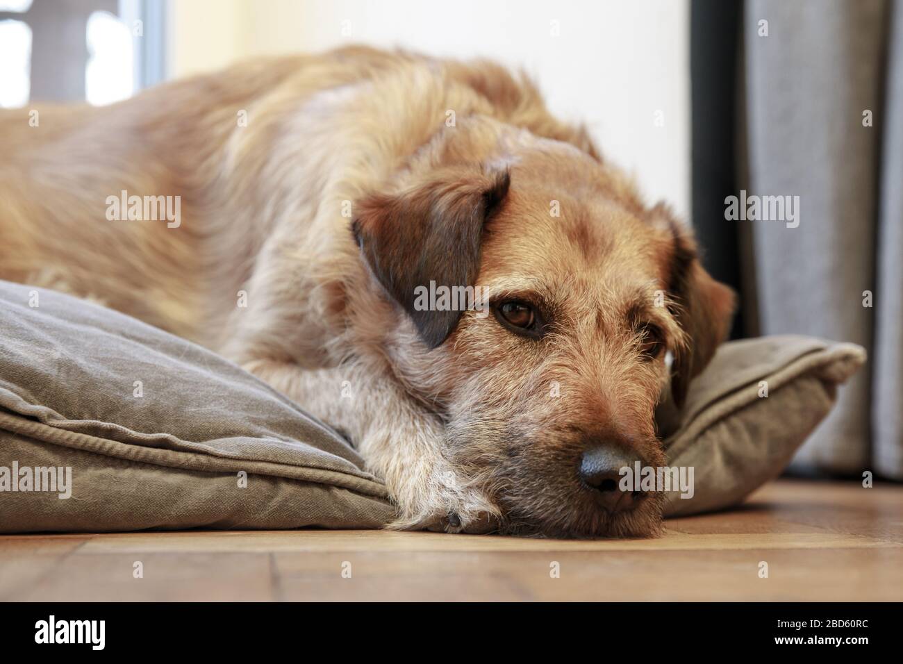 Brauner MIX brütet Hundekaninchen auf Holzboden, Hund schläft liegend auf dem Boden ein Stockfoto