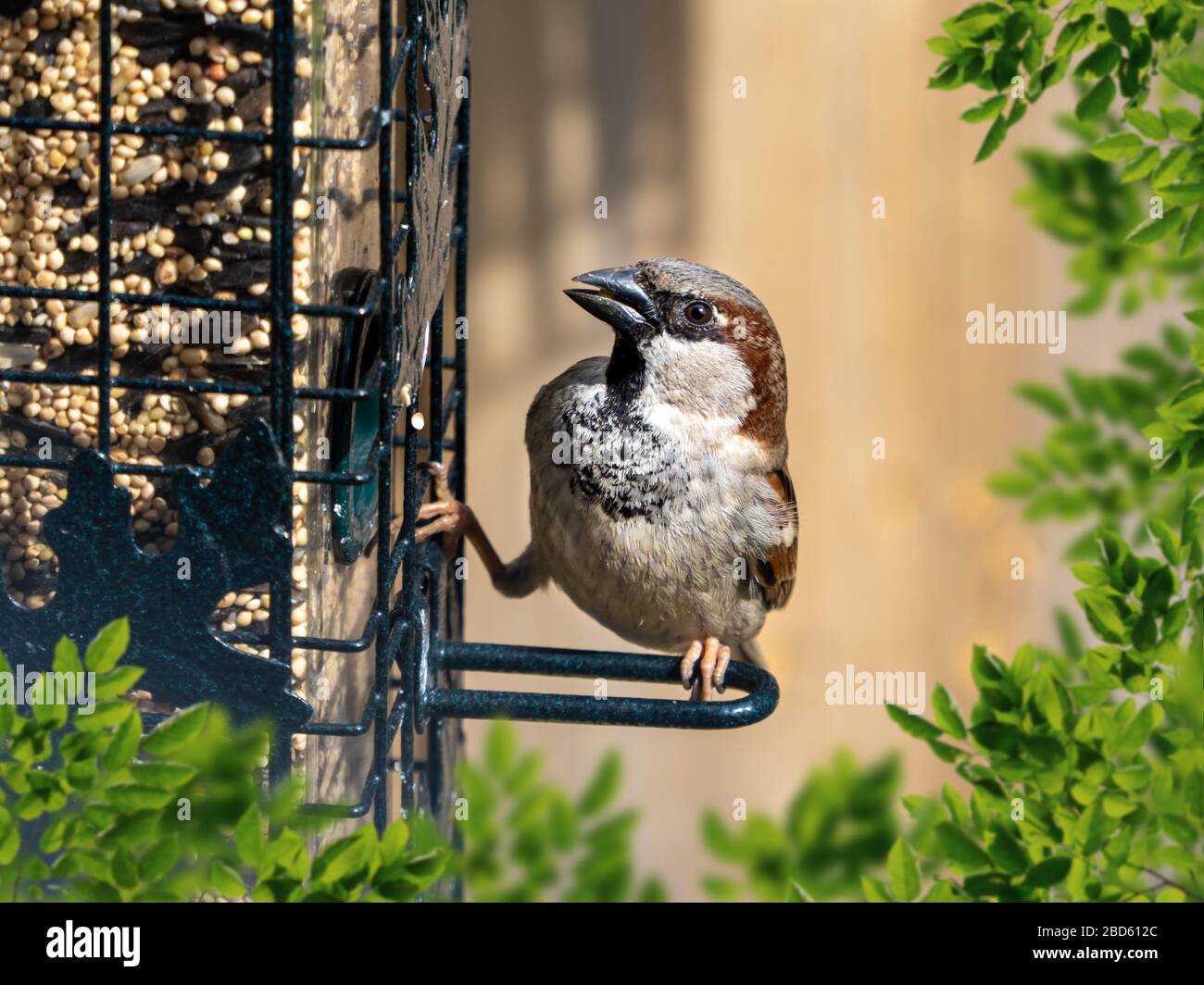 Brown Finch zog auf einen Vogelzubringer mit hellem Hintergrund und grünem Blattvordergrund, Tierwelt in der Natur. Stockfoto