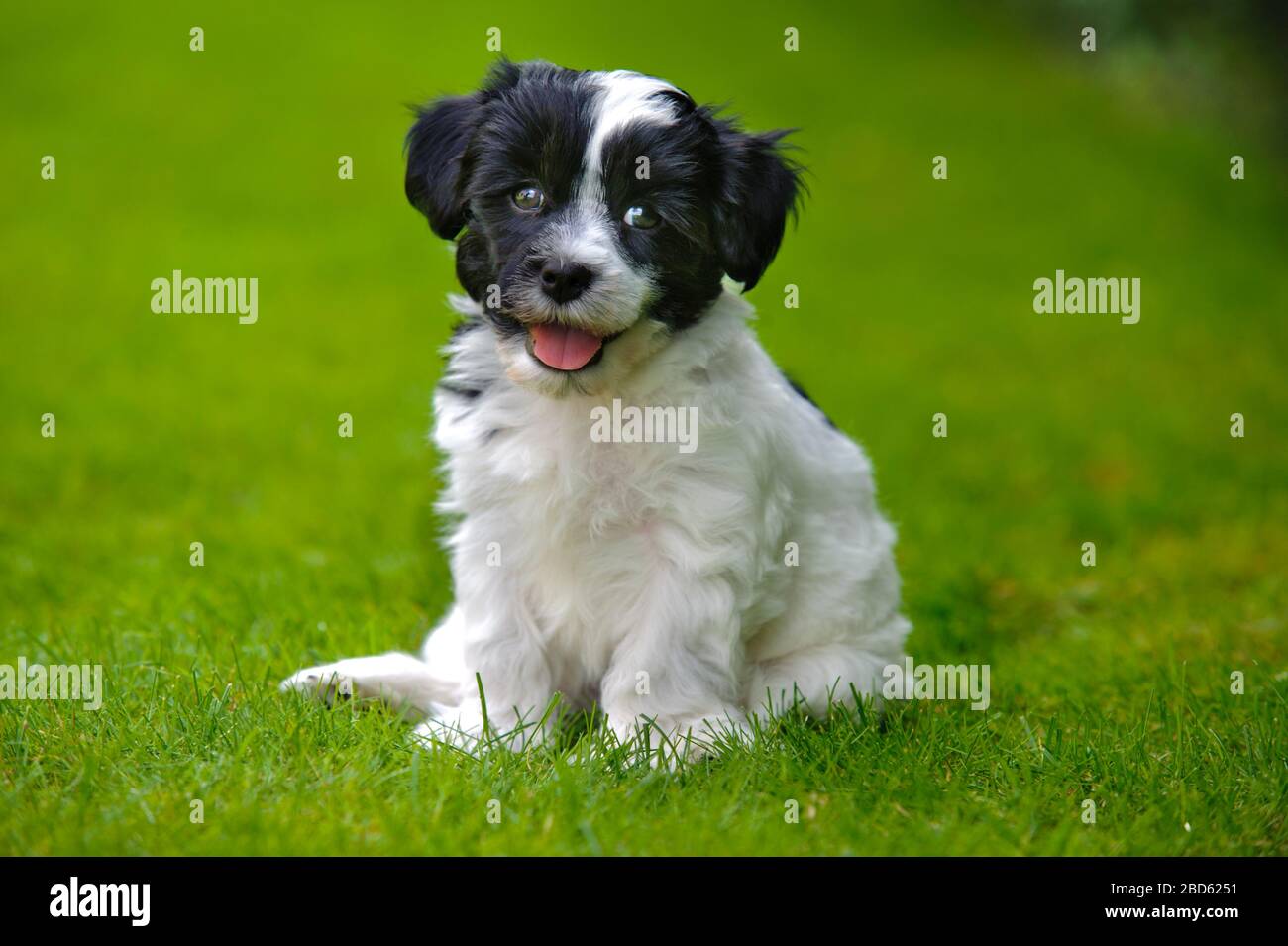 Junger Welpenhund im Porträt Stockfoto