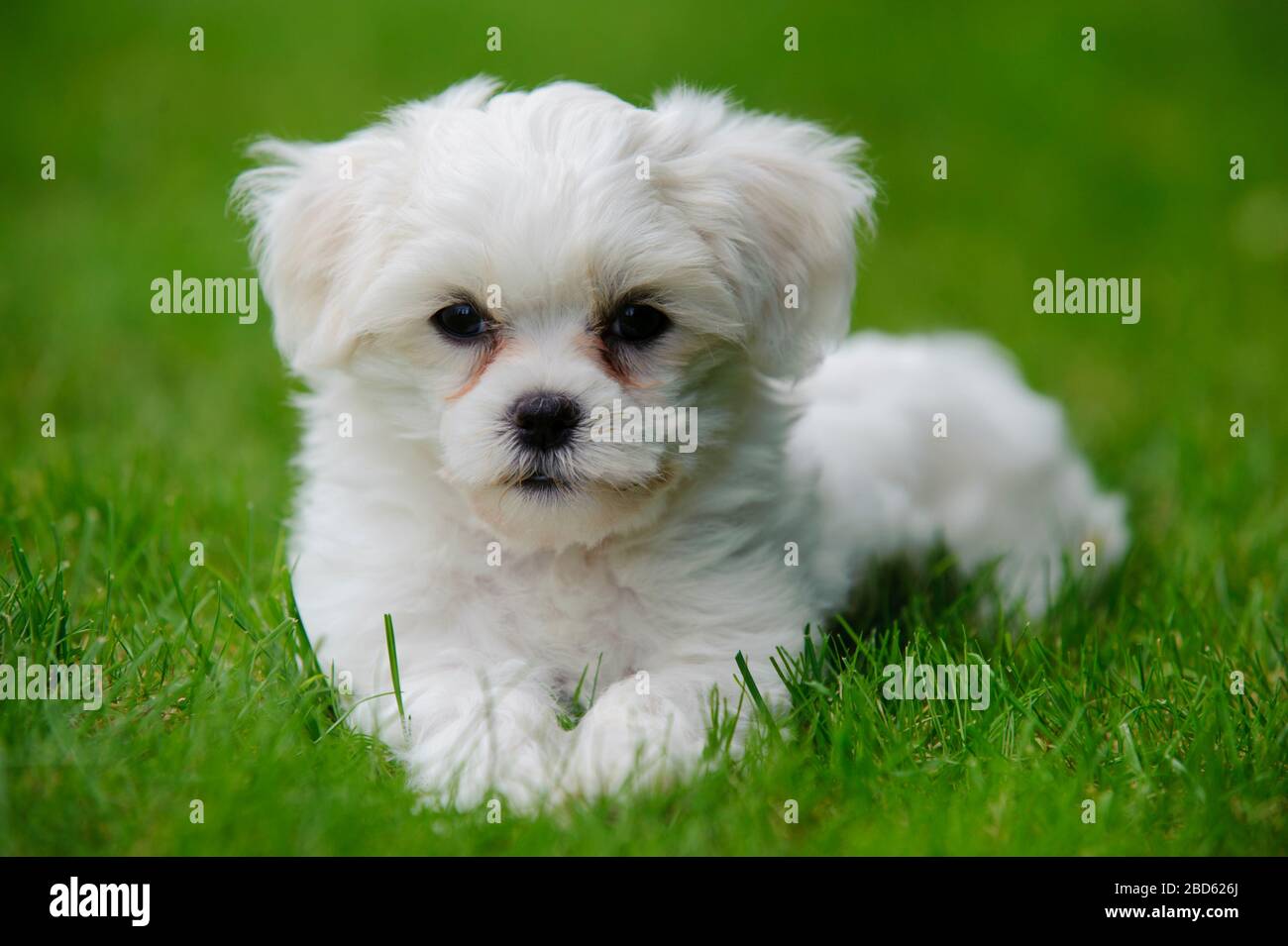 Junger Welpenhund im Porträt Stockfoto