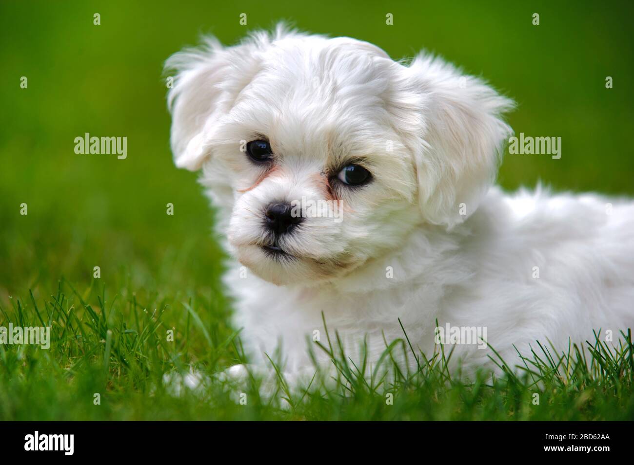 Junger Welpenhund im Porträt Stockfoto