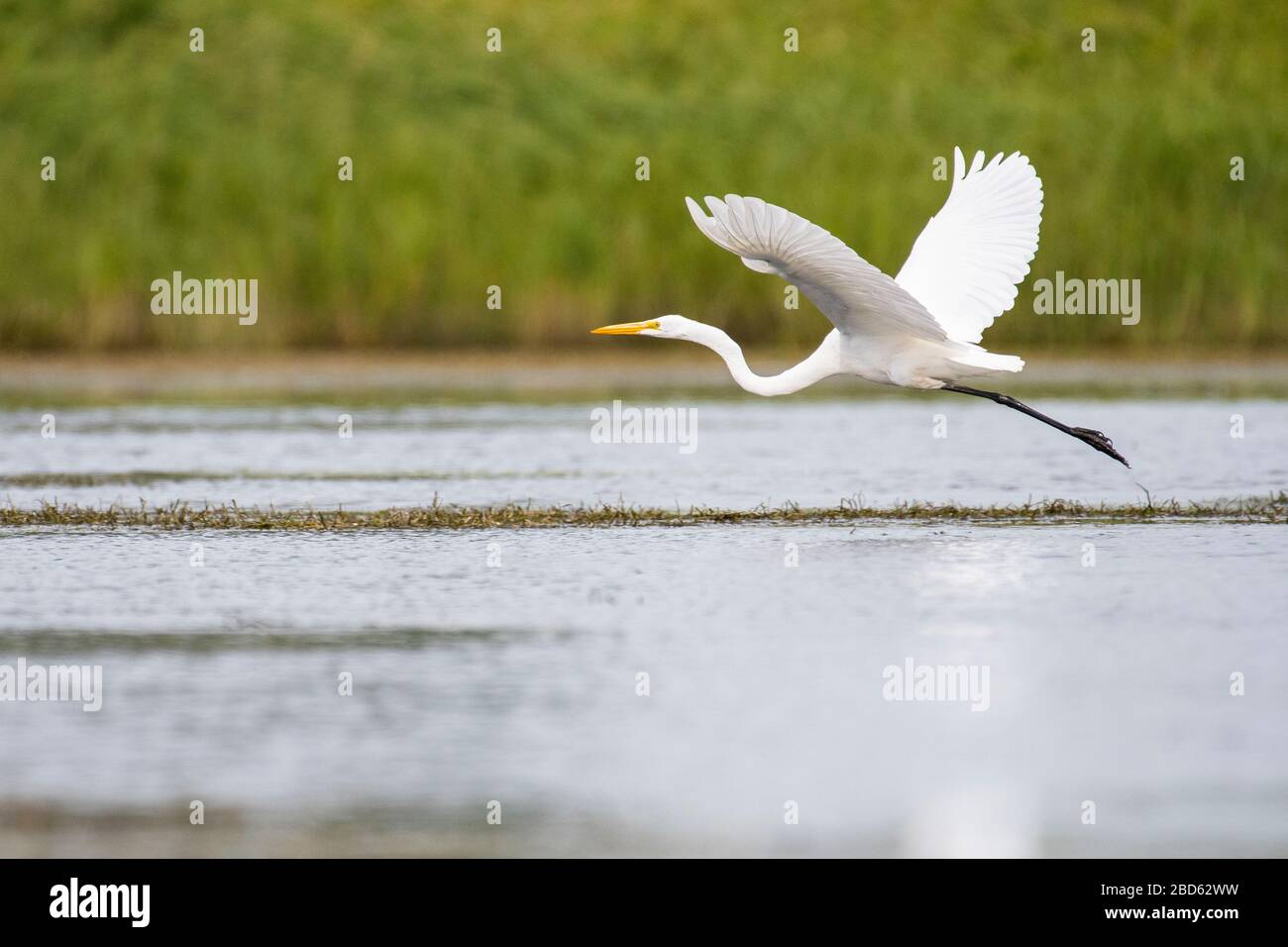 Great Egret im Flug über den Sumpf Stockfoto