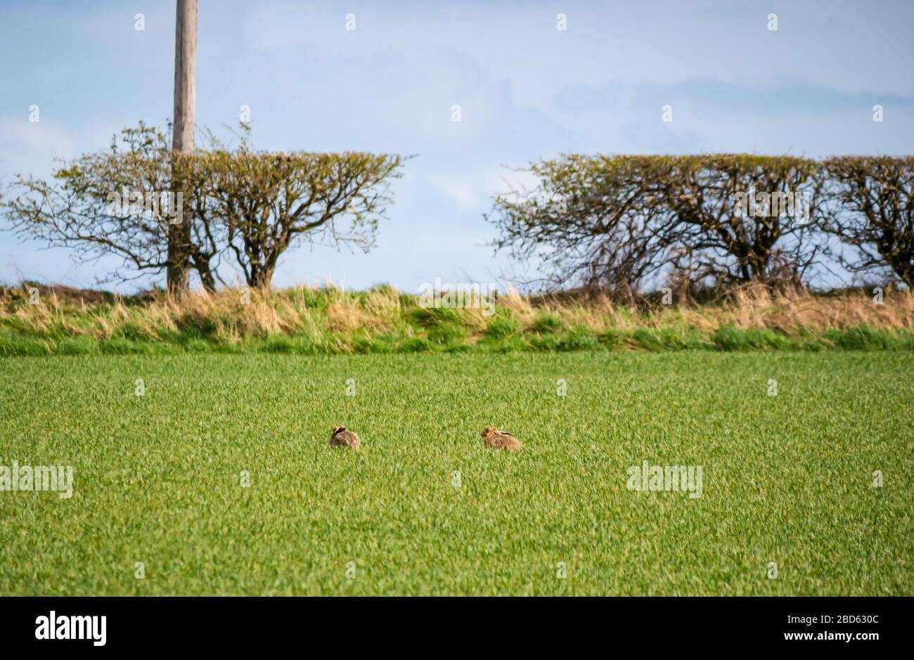 East Lothian, Schottland, Großbritannien. April 2020. UK Wetter: Hasen im Frühling Sonnenschein. Zwei Hasen (Lepus europaeus) sahen in einem Feld ausruhen und essen Stockfoto