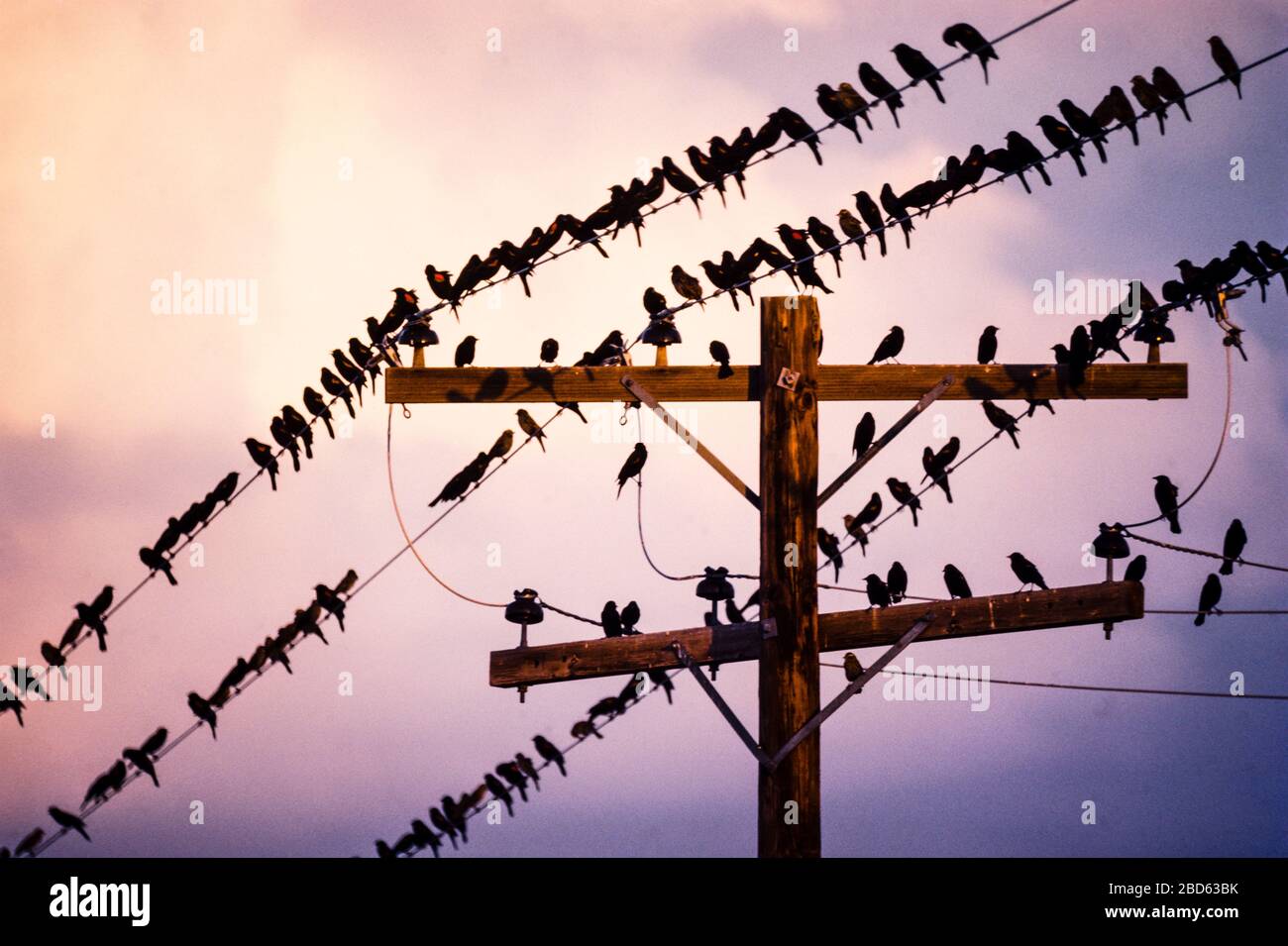 Birds on Power Lines   Simsbury, Connecticut, USA Stockfoto