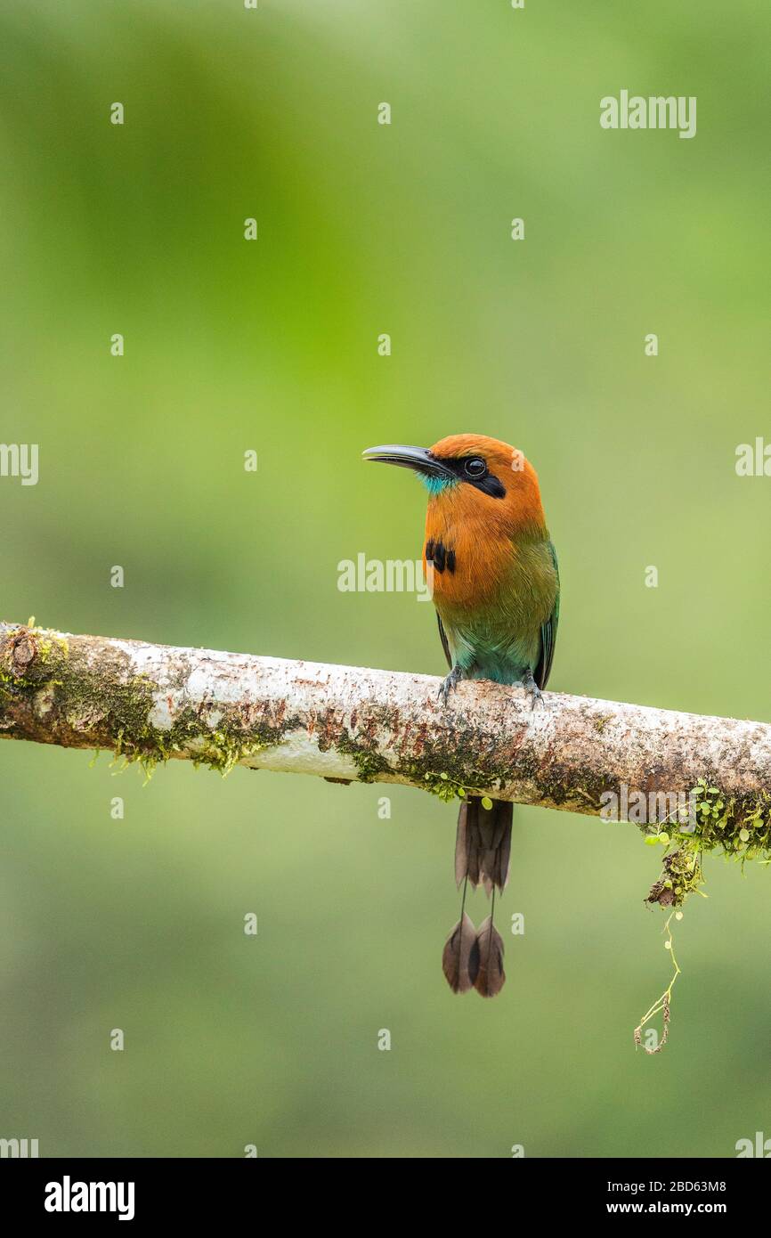 Ein breit berechneter Motmot (Electron platyrhynchum) thront auf einer Filiale in Costa Rica Stockfoto