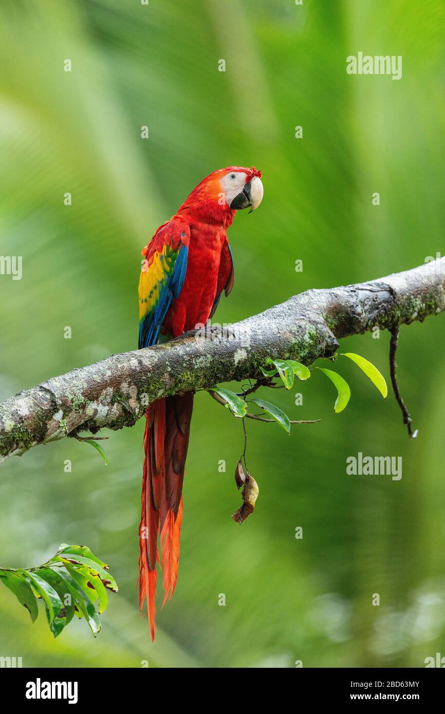 Ein Scarlet Macaw (Ara macao) thront auf einer Filiale in Costa Rica Stockfoto
