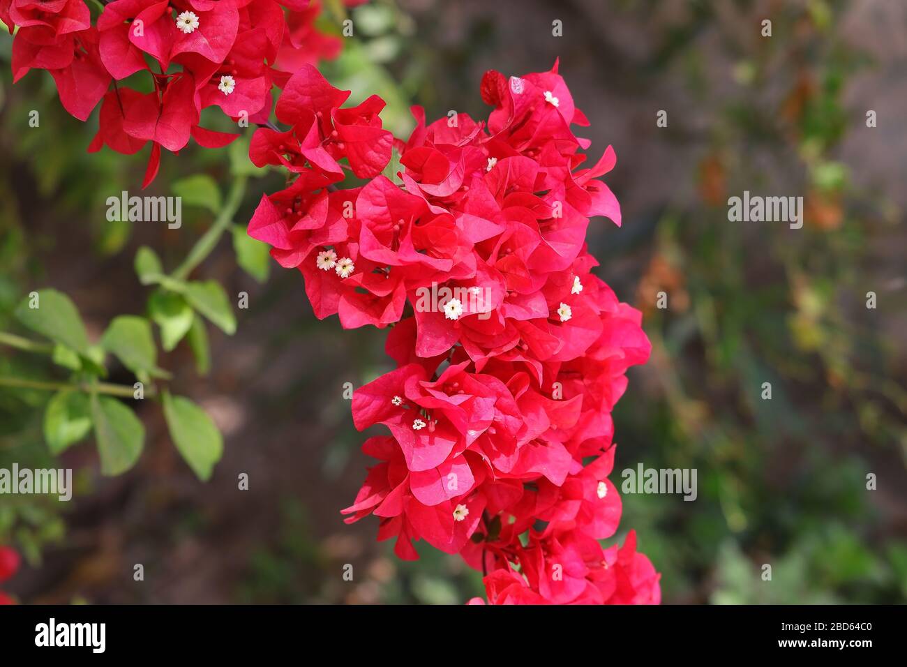 Im Garten blühen rote Bougainvillea-Blumen Stockfoto