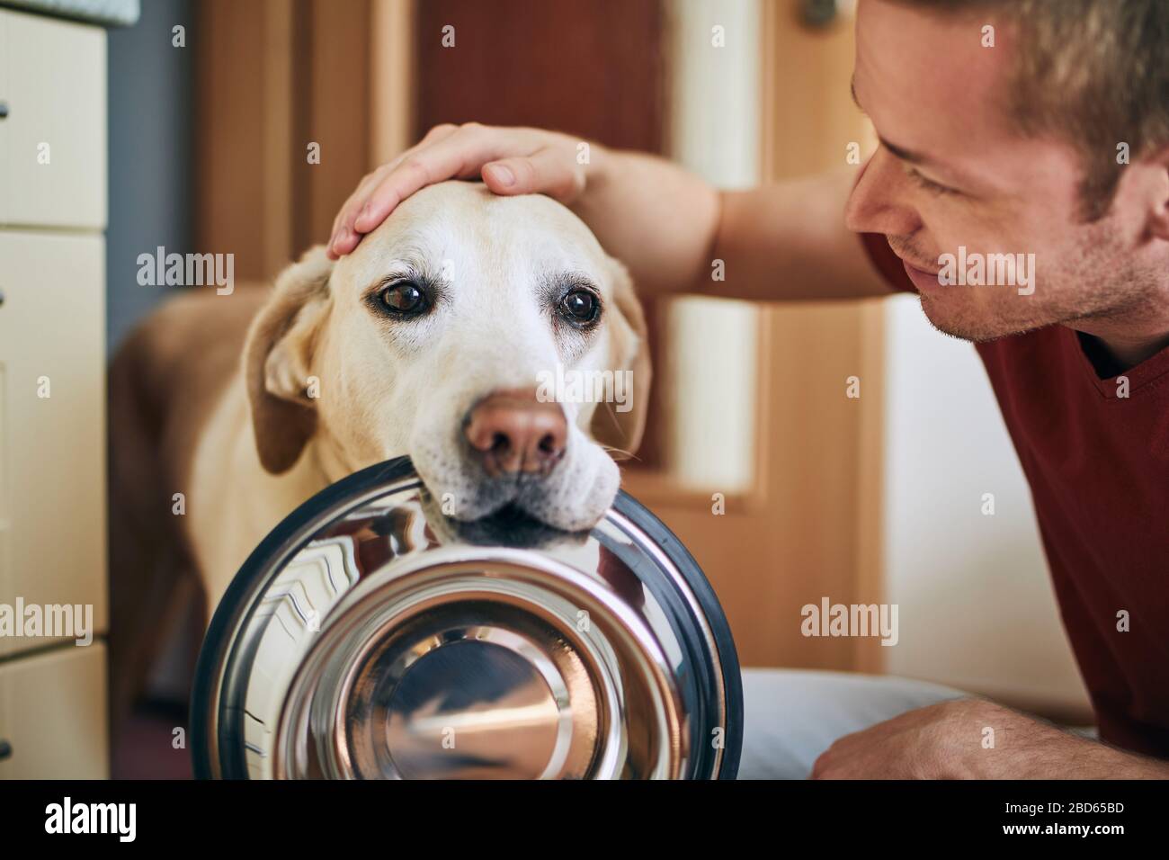Häusliches Leben mit Haustier. Niedliche Hundehalterschale und wartende auf die Fütterung in der Hausküche. Stockfoto