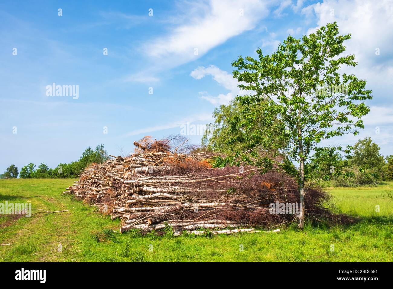 Forstwirtschaft in einem Naturreservat Stockfoto