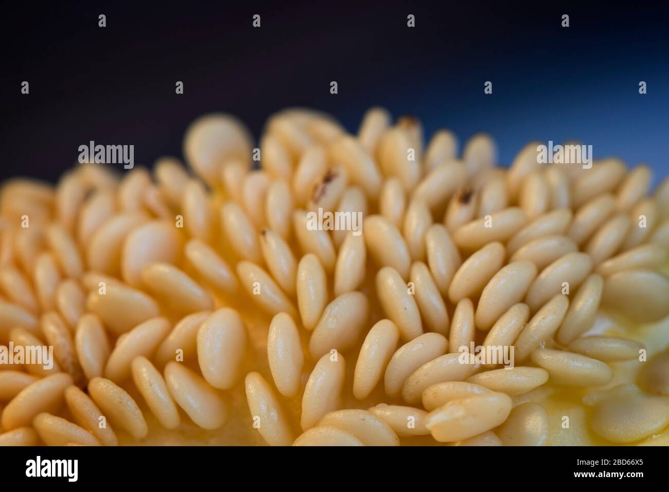 Makro-Nahaufnahme von Paprikaschoten (oder süßen Paprika, Pfeffer oder Kapsium). Abstraktes Bild. Stockfoto