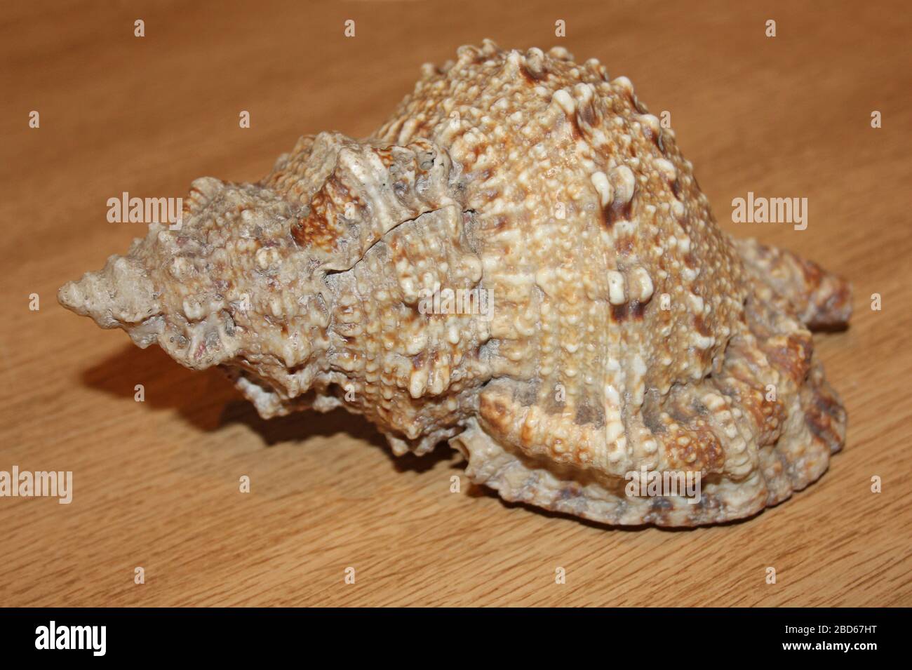 Frog Shell, auch Frog Snail genannt, Bursidae sp. Eine marine räuberische Gastropod-Schnecke Stockfoto