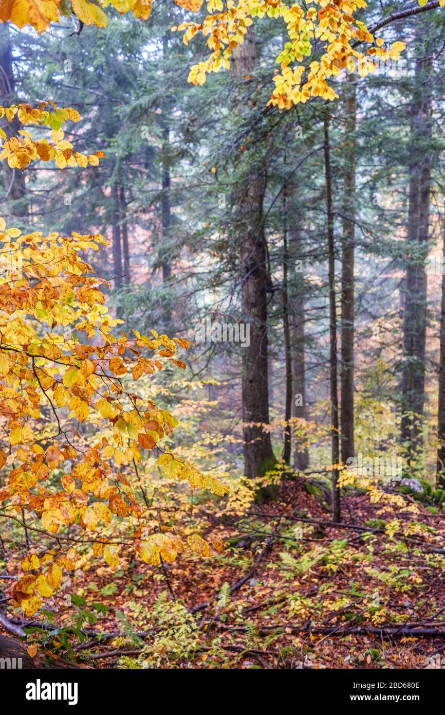 Slowenischer Wald, Slowenien Stockfoto