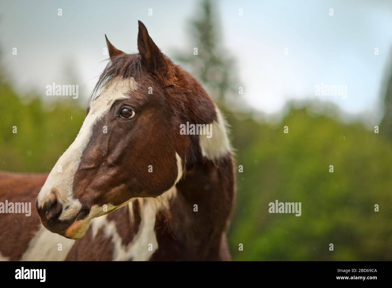 Porträt eines Pferdes in seinem Gehäuse. Stockfoto