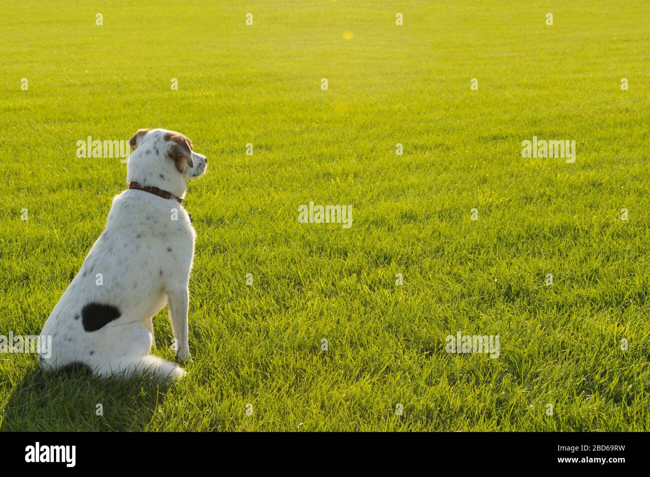 Hund auf sonnigem Feld im Sommer Stockfoto