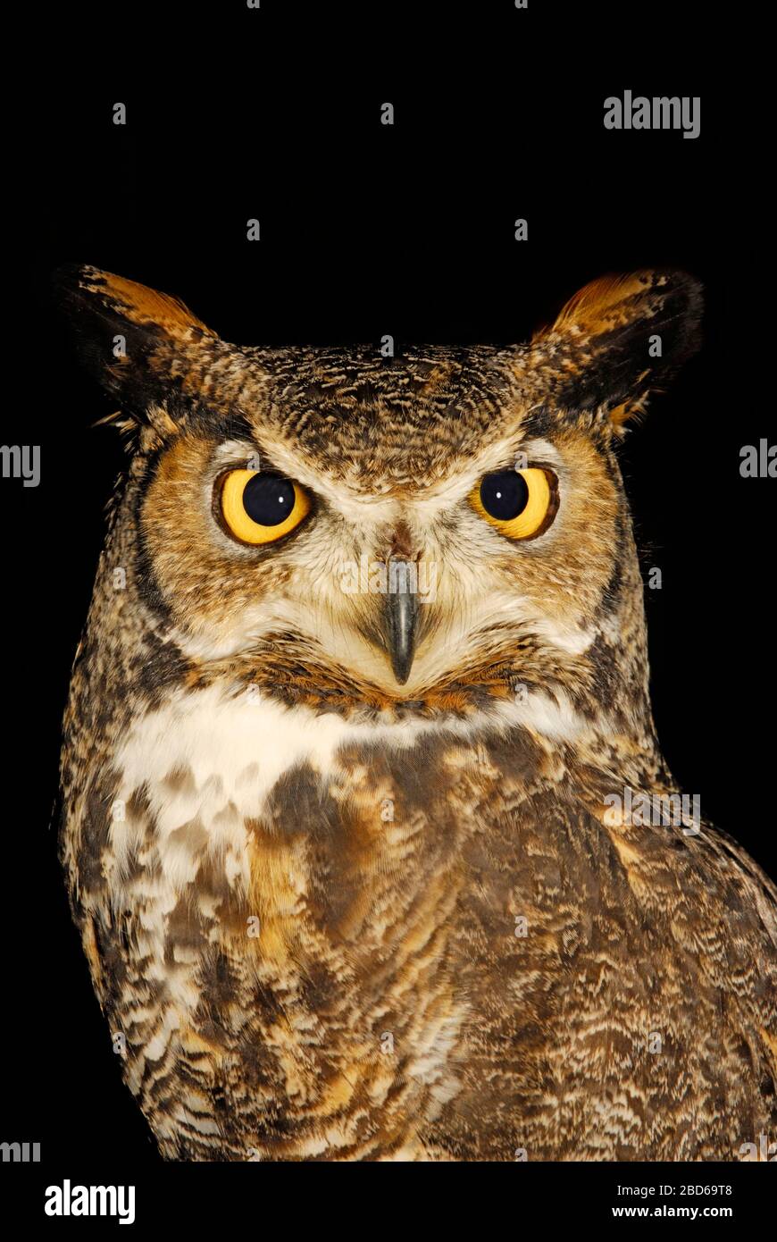 Große gemorene Eule, Bubo virginianus, Kopfgesicht Stockfoto