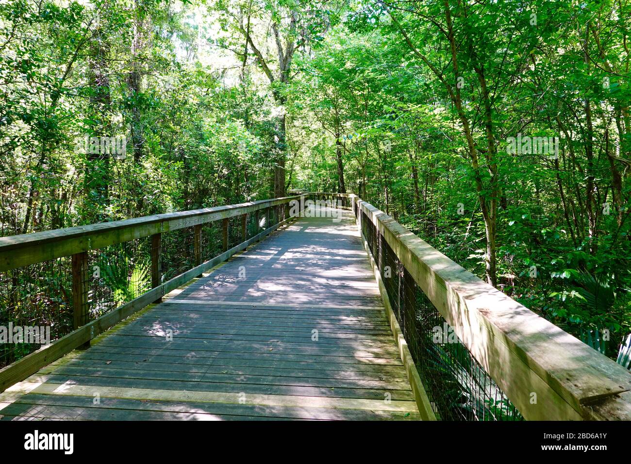 Gehen Sie an Bord durch das Lobolly Woods im städtischen Park, Gainesville, Alachua County, Florida, USA. Stockfoto