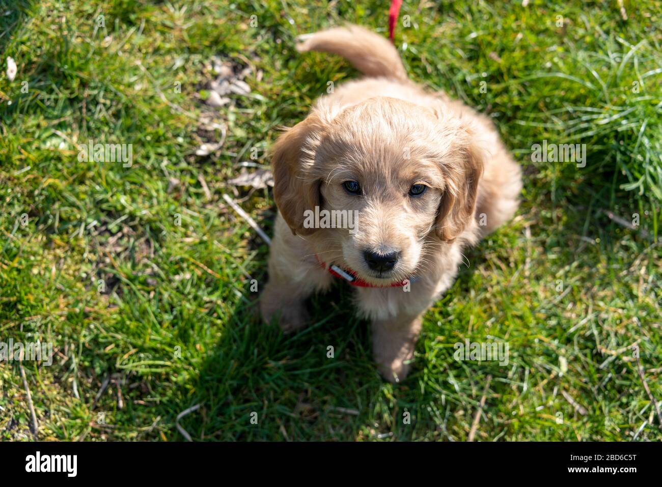 04. April 2020, Sachsen-Anhalt, Magdeburg: Ein Mini-Goldendoodle, eine Mischung aus goldenem Retriever und Spielzeugpoodle, sitzt im Gras. Der Welpe ist acht Wochen alt und antwortet auf den Namen Baloo. Foto: Stephan Schulz / dpa-Zentralbild / ZB Stockfoto