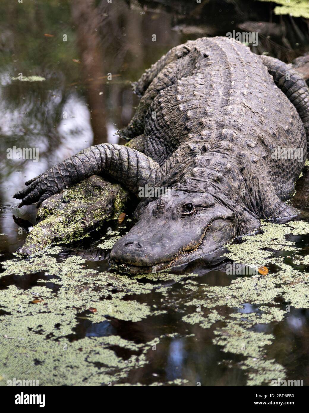 Alligator-Nahprofilansicht mit Kopf, Zähnen, Nase, Auge, Schwanz, Pfote, in der Umgebung und Umgebung Stockfoto