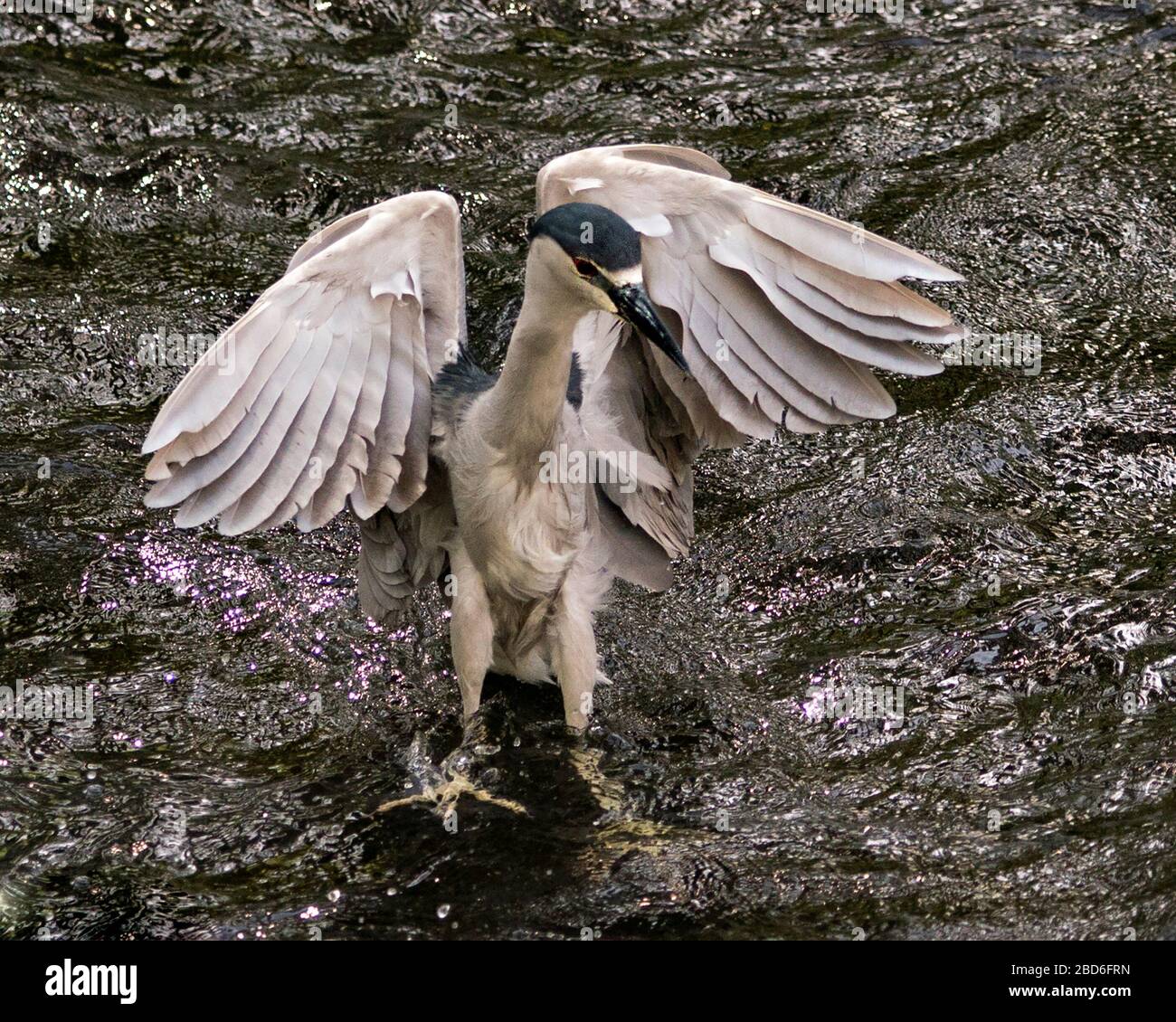 Schwarz-bekrönter Nachtheron-Vogel mit ausgebreiteten Flügeln im Wasser und genießen seine Umgebung und Umgebung. Stockfoto