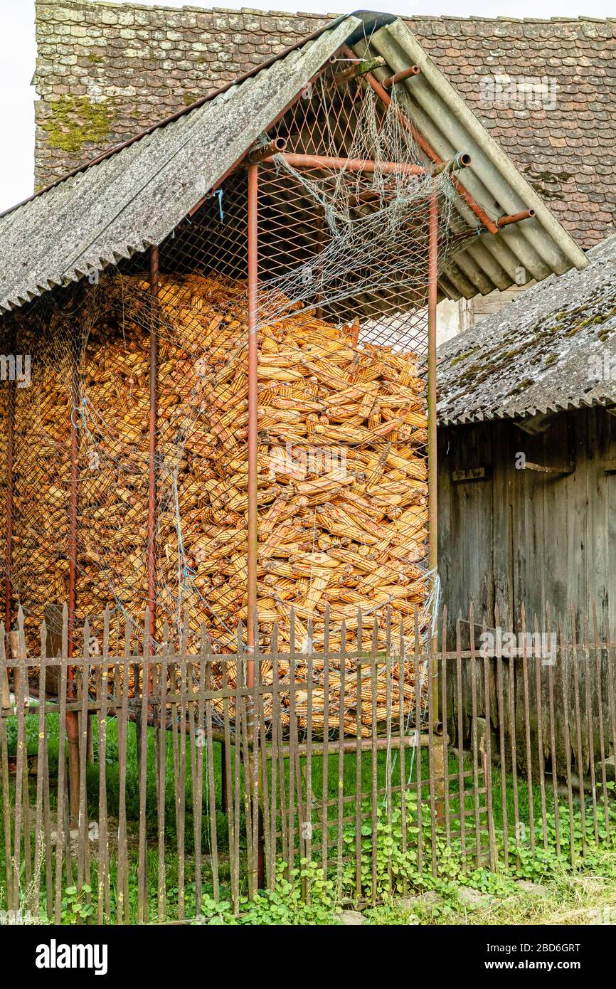Getrockneter Mais, der in einem Drahtkäfig draußen für Tierfutter, Cigoc, Kroatien, gelagert wird. Mai 2017. Stockfoto