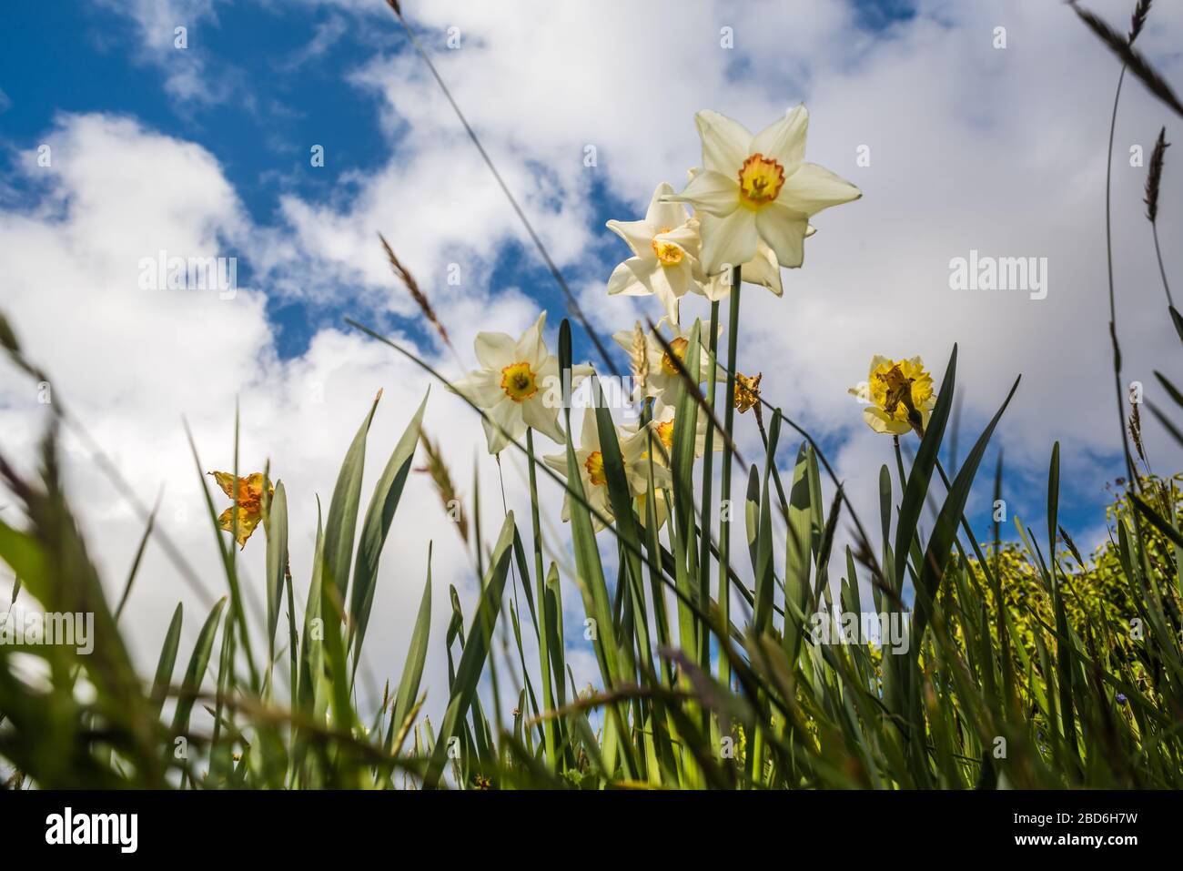 Narzissen wachsen auf einer grasigen Bank. Stockfoto