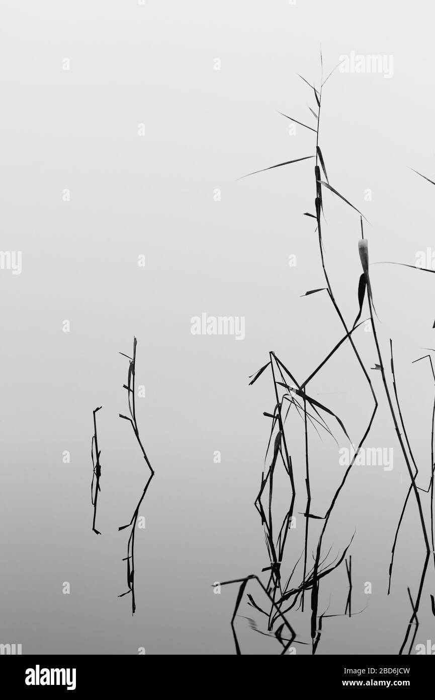 Schwarzweiß-Bild von Schilf, die in EINEM still Mirror Like River reflektiert werden. Aufgenommen bei Stanpit Marsh UK Stockfoto