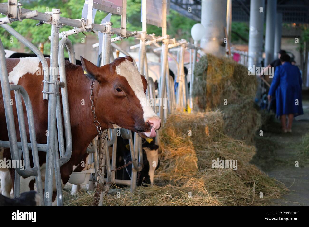 Gefleckte Kuh isst Heu auf Milchfarm. Konzept von Landwirtschaft, Landwirtschaft und Viehhaltung. Stockfoto