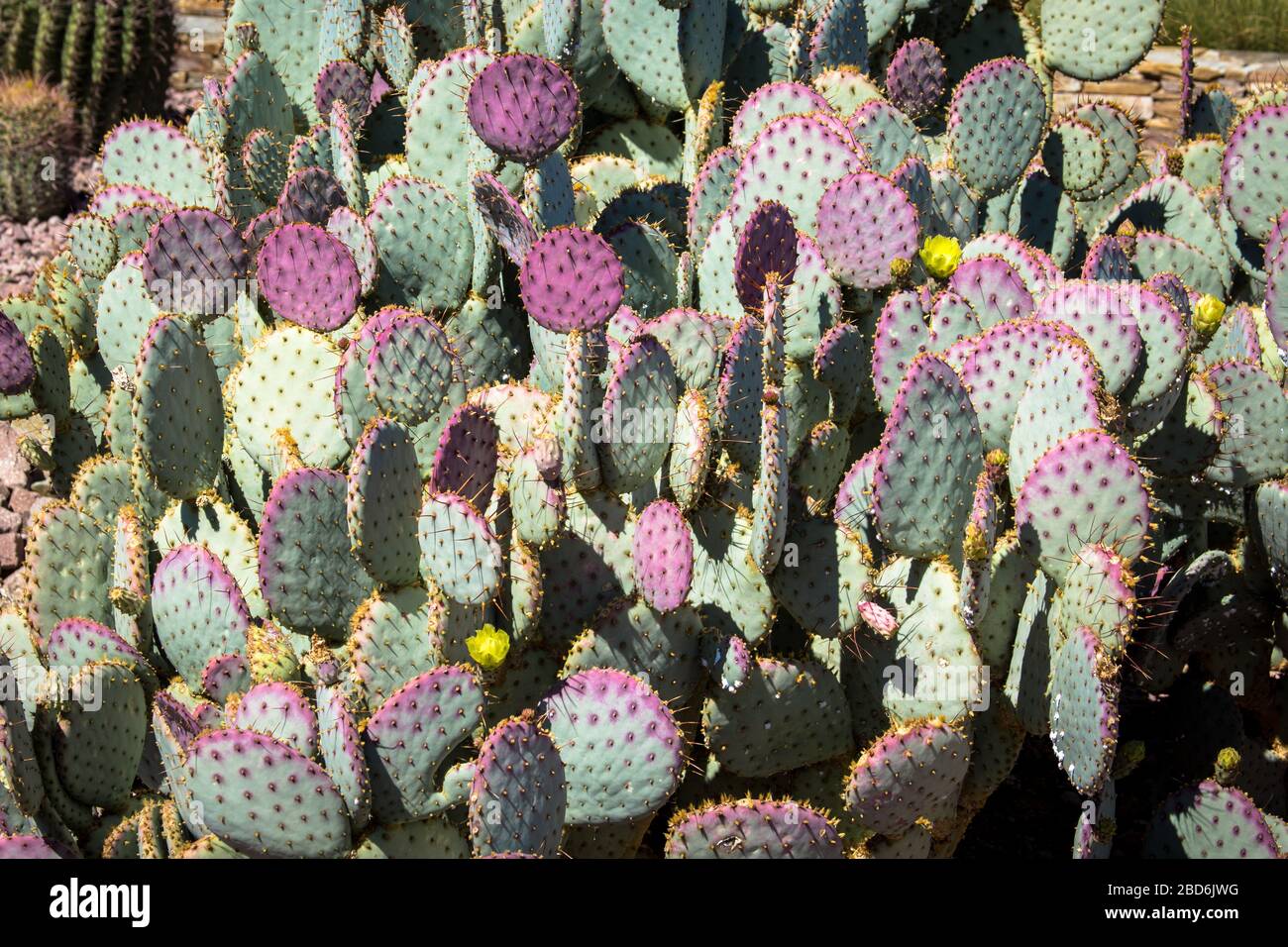 Ein großer grüner und violetter Kaktus in der heißen Wüste Stockfoto