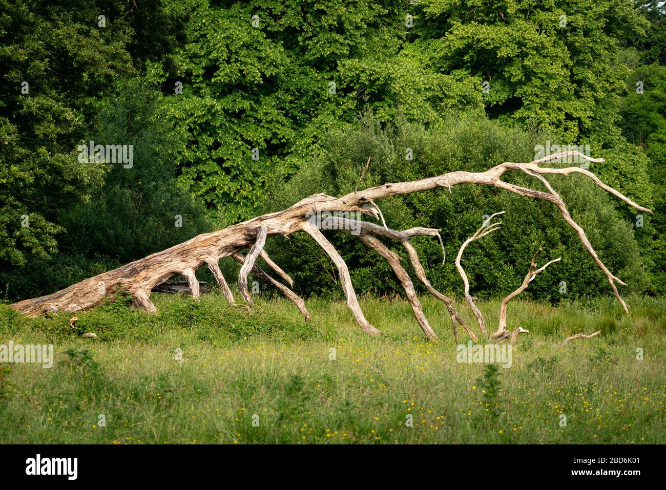 Gefallener alter trockener Baum vor üppig blühendem Grün als Gegenüberstellung der Natur an sonnigen Sommertagen im Killarney National Park, County Kerry, Irland Stockfoto