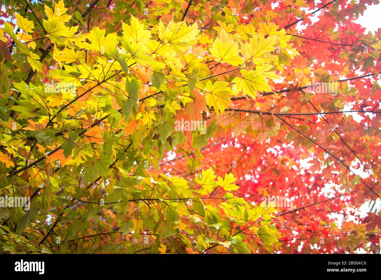 Herbstblätter wechselnde Farben auf zwei Bäumen Stockfoto