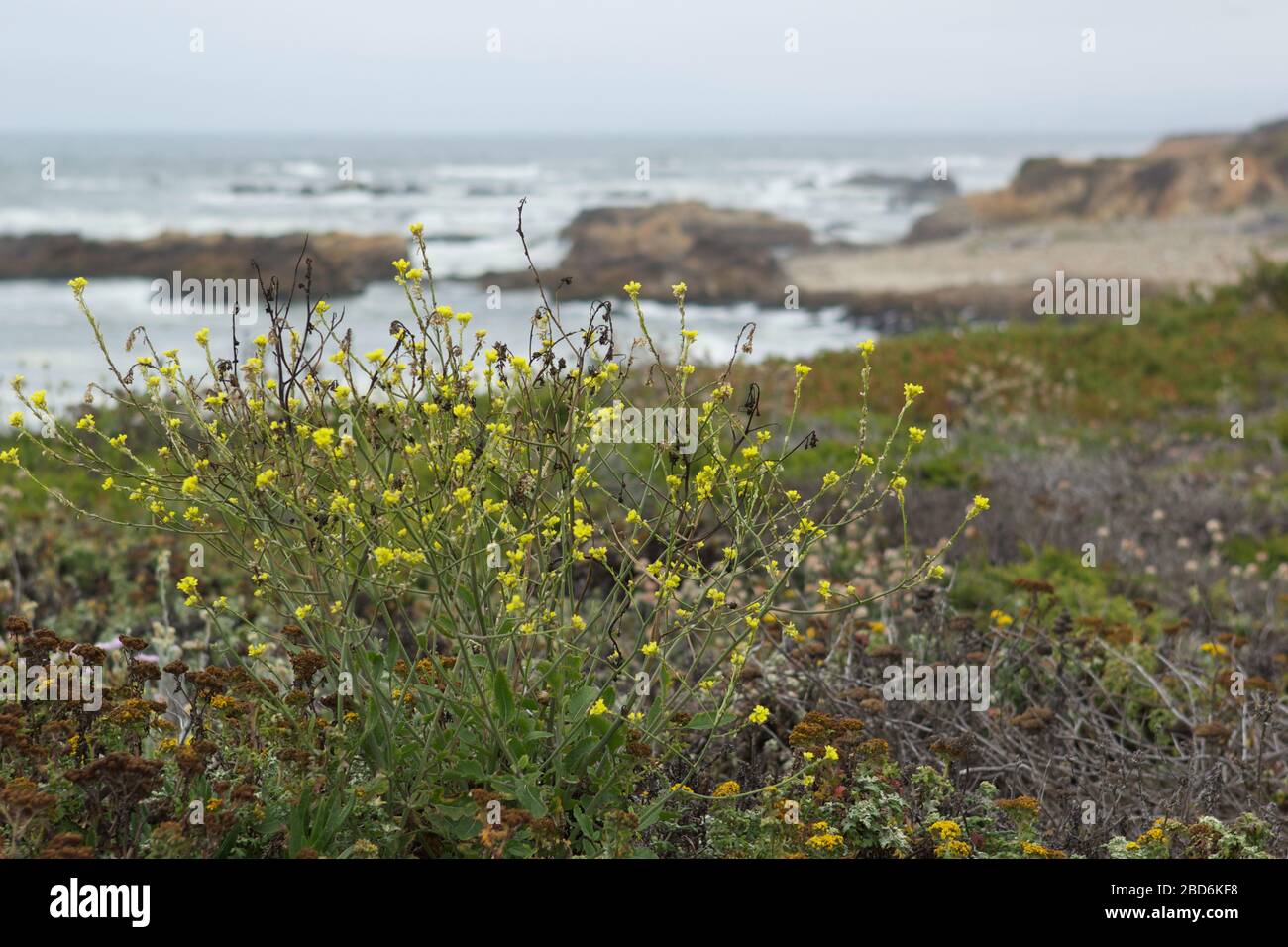 Gelbe Blüten wachsen an einem Strand an der kalifornischen Küste Stockfoto