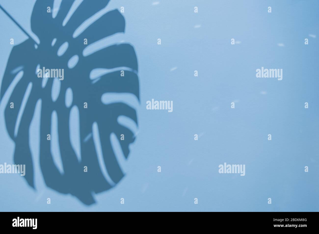 Monstera hinterlässt Schatten auf lebhaftem blauem Hintergrund. Minimales Sommerkonzept mit tropischen Schatten. Kreativer abstrakter Hintergrund mit Kopierbereich für Text. Stockfoto
