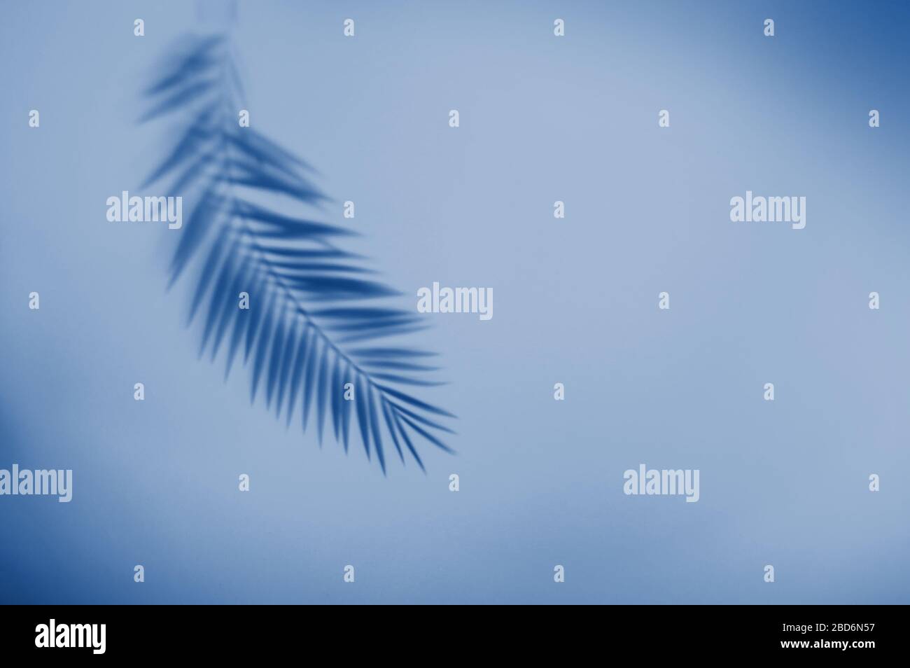 Palmenblättriger Schatten auf lebhaftem blauem Hintergrund. Minimales Sommerkonzept mit tropischen Schatten. Kreativer abstrakter Hintergrund mit Kopierbereich für Text. Stockfoto