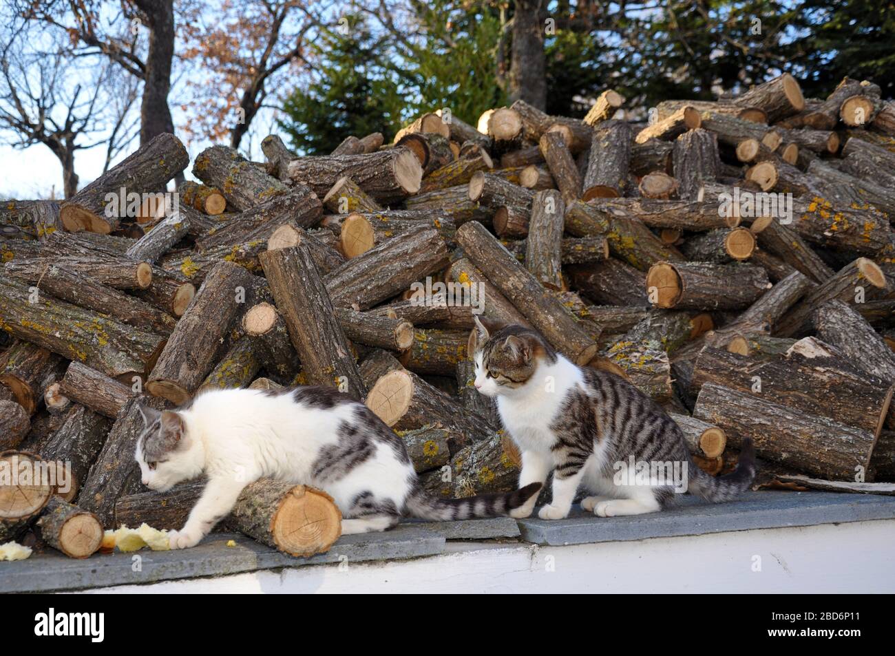 Katzen vor Holz geschnitten für Kamin Stockfoto