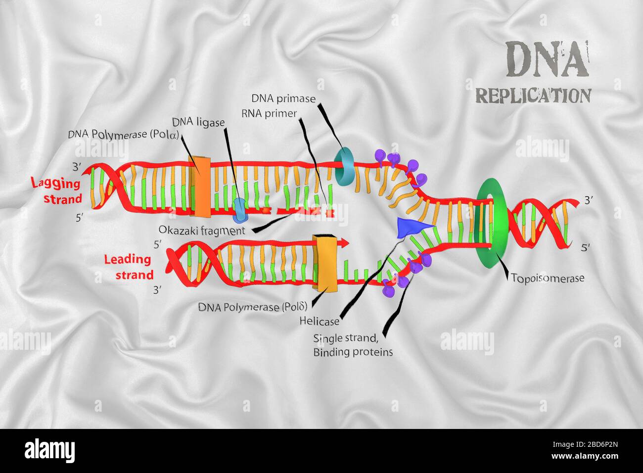 DNA-Replikationsschema auf einer Seidensatinstoff-Struktur. Stockfoto