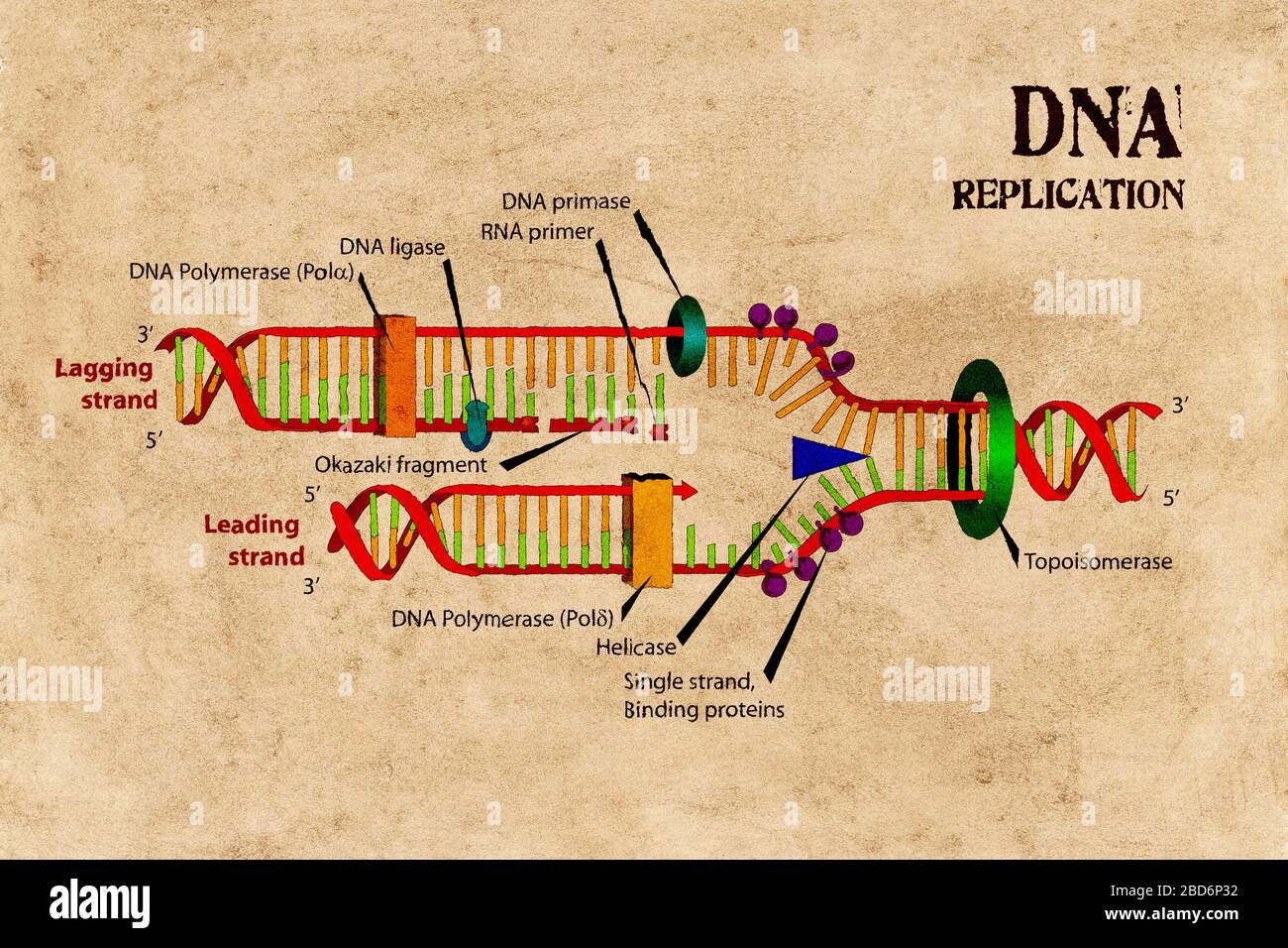 Diagramm der DNA-Replikationsschemata zu sehr alter Papiertextur. Stockfoto