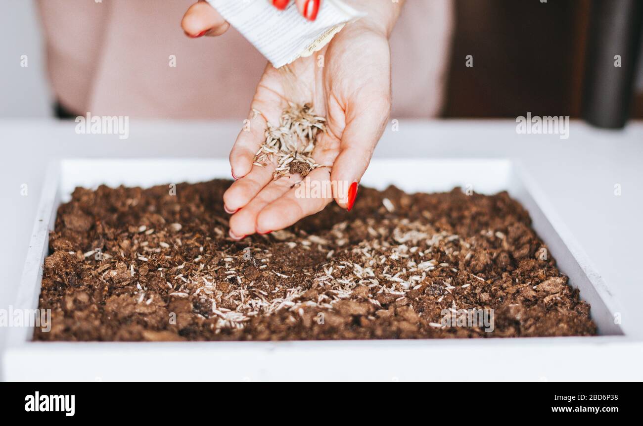 Frau, die Samen im Boden drinnen pflanzt. Gartenarbeit im Innenbereich. Stockfoto