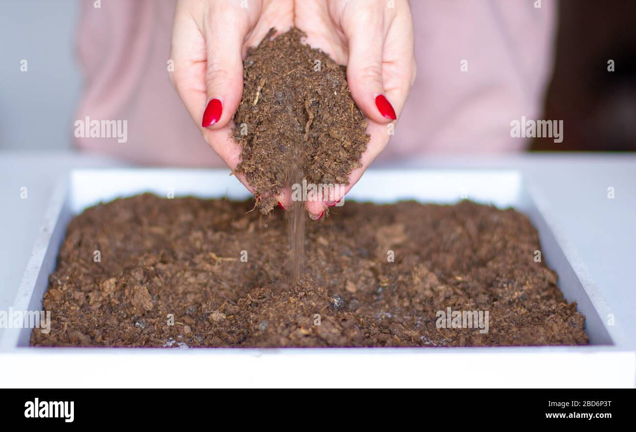 Frau, die Samen im Boden drinnen pflanzt. Gartenarbeit im Innenbereich. Stockfoto