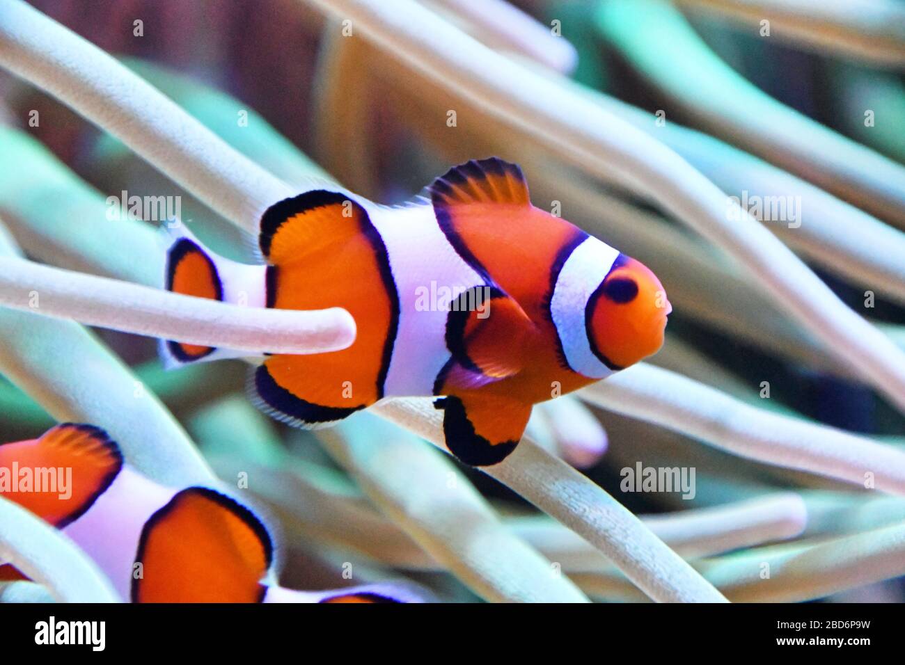 Clown Fish im Aquarium in Birdworld, Surrey, England, Großbritannien Stockfoto