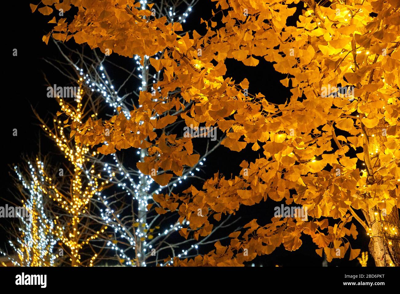 Baum mit gelben Blättern, während andere Bäume im Hintergrund mit Weihnachtsbeleuchtung geschmückt sind Stockfoto