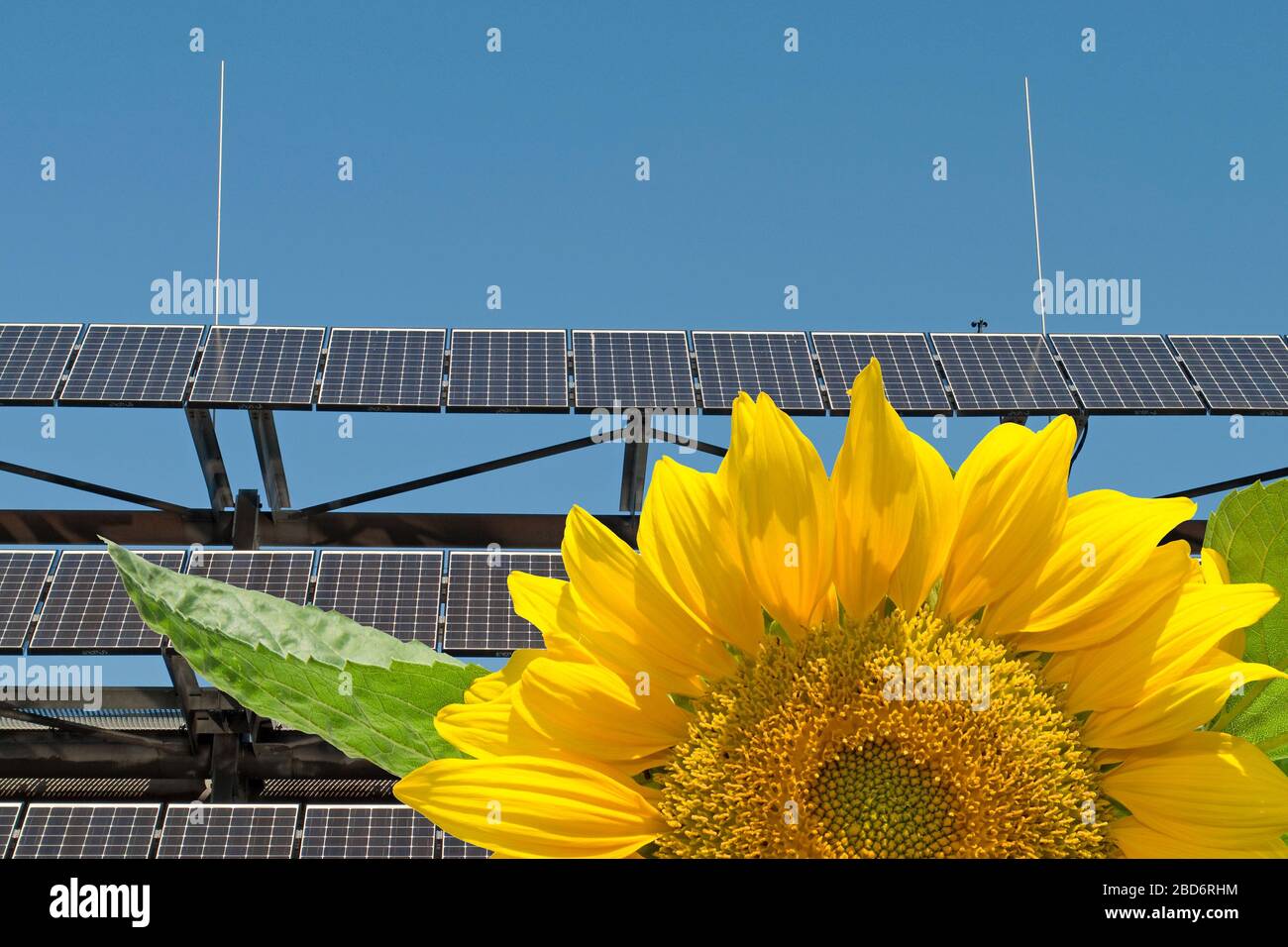 Sonnenblume vor einer Fotovoltaikanlage und einem blauen Himmel Stockfoto