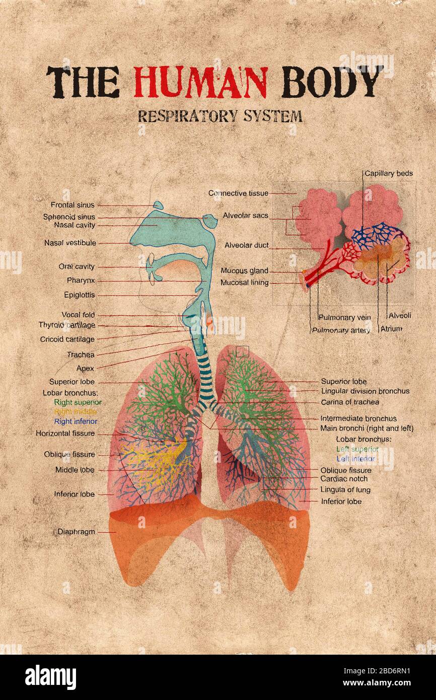 Atmungsdiagramm des menschlichen Körpers auf altem Papier verwittert. Stockfoto