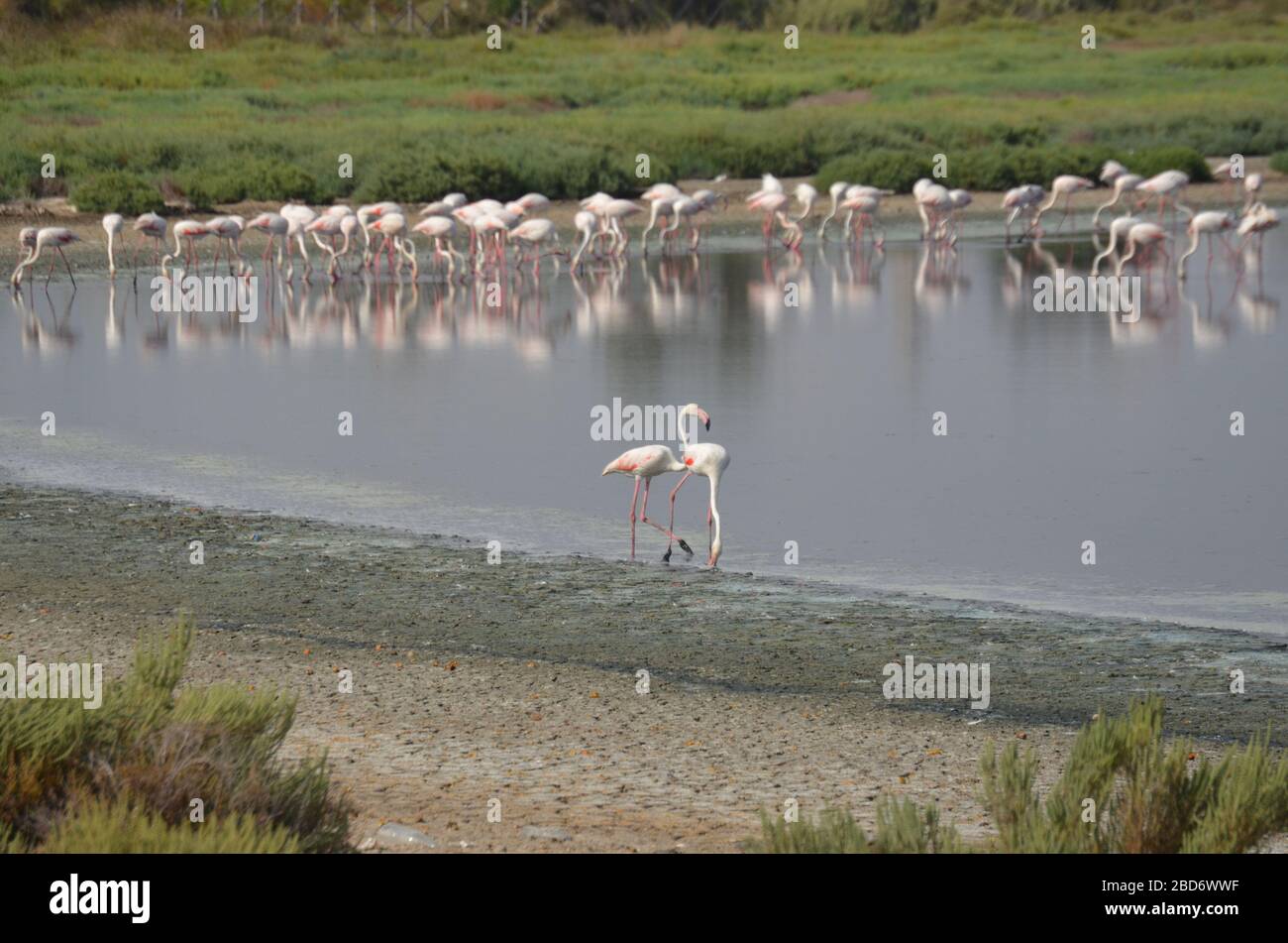 Eine Gruppe von rosa Flamingos auf einem See mit Tageslicht. Stockfoto