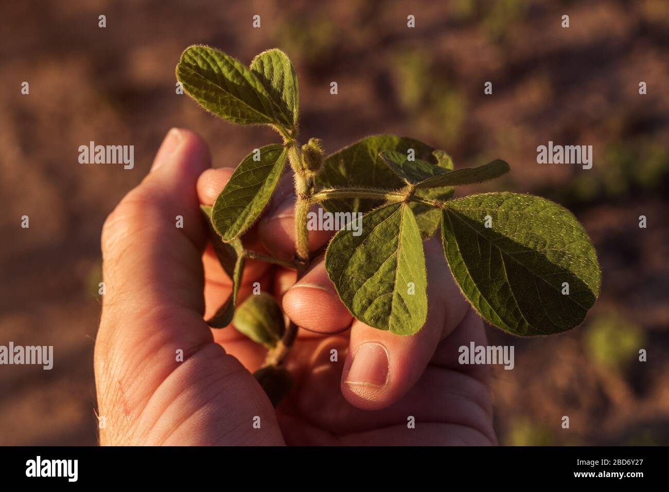 Landarbeiter controlling Sojabohne das Pflanzenwachstum im Feld, Nahaufnahme einer Hand berühren Kulturpflanzen Stockfoto