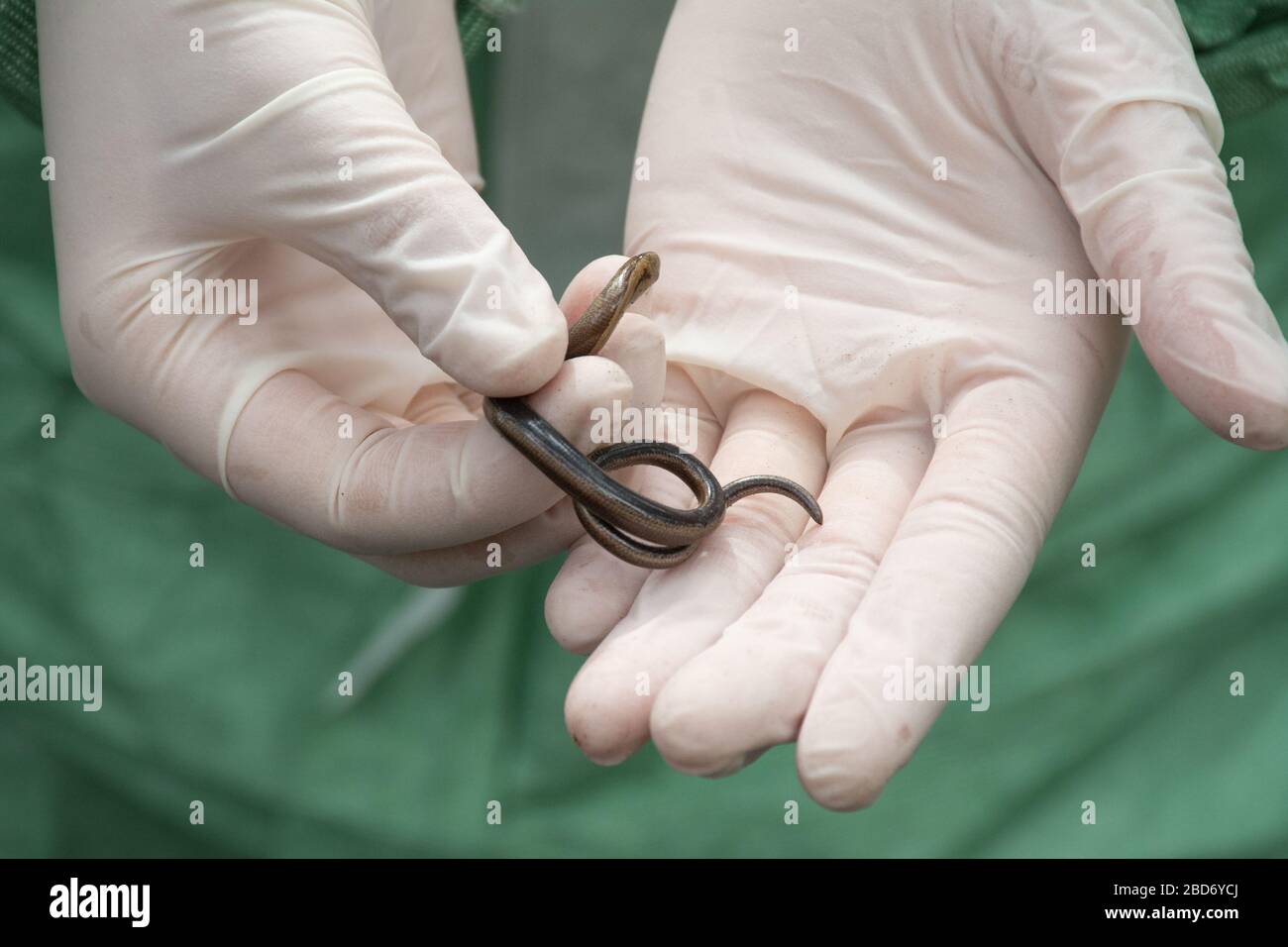 Zoologe des Tierarztes, der Schutzhandschuhe trägt, die Feldarbeiten durchführen, untersucht einen langsamen Wurm (Anguis fragilis), Großbritannien Stockfoto