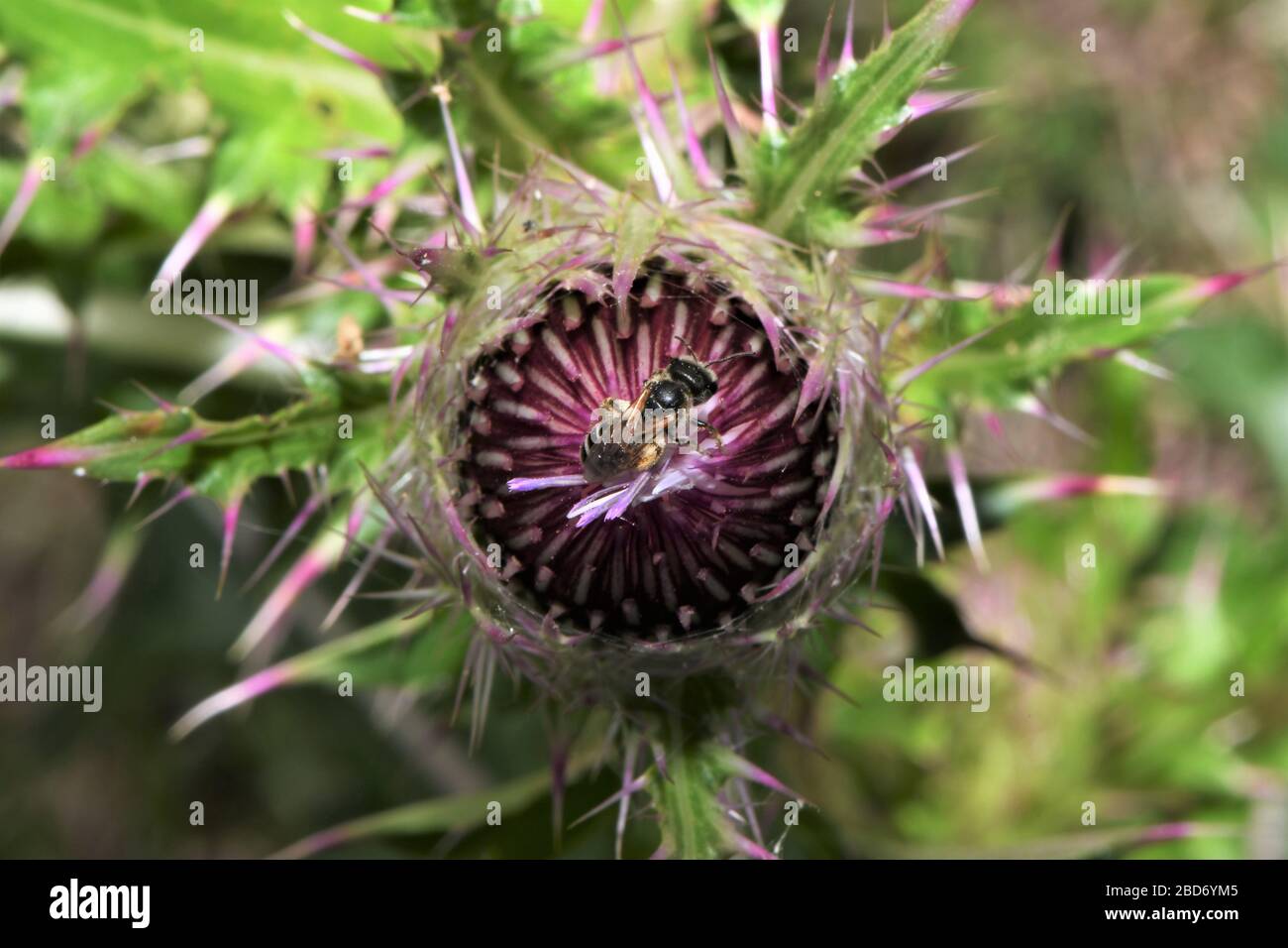 Honigbiene auf der Stierkampfarena. Stockfoto